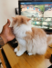Traditional Persian Male Kitten